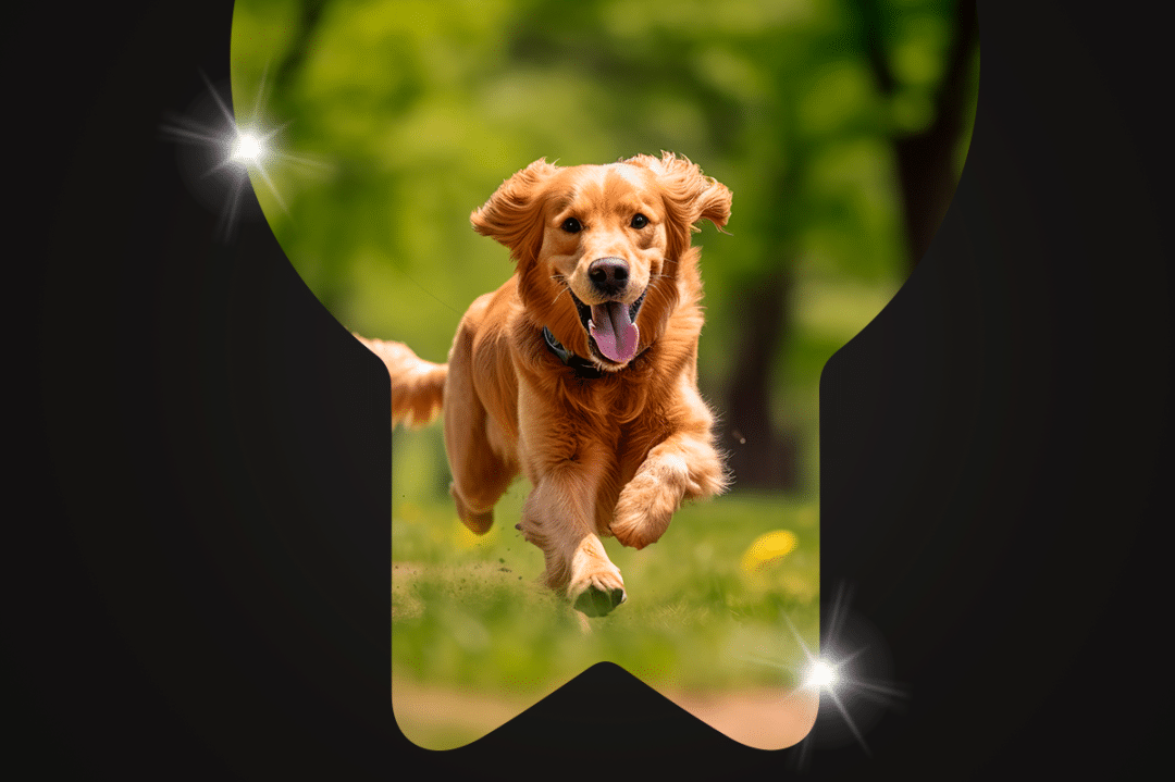 omega 3 y 6 para perro