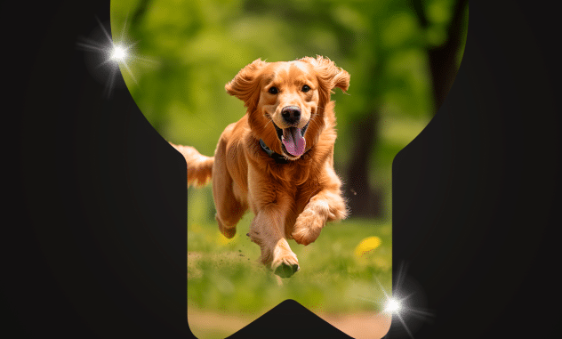 omega 3 y 6 para perro